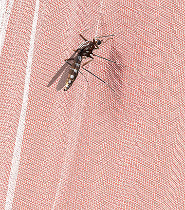 malaria